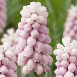 Muscari Pink Sunrise 8 lg