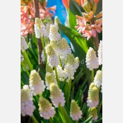 Muscari aucheri white magic 10 lg
