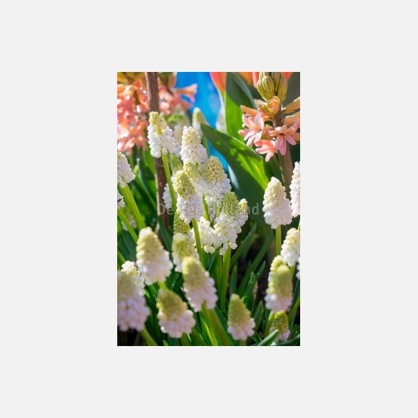 Muscari aucheri white magic 10 lg