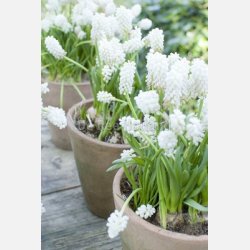 Muscari aucheri white magic 10 lg