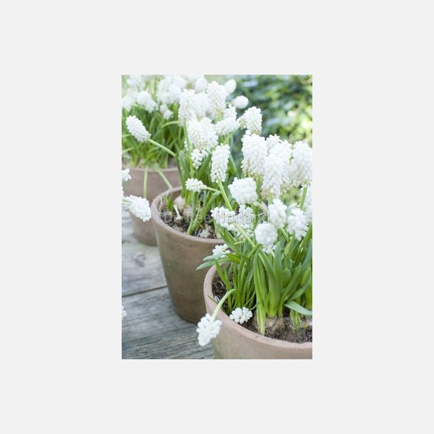 Muscari aucheri white magic 10 lg