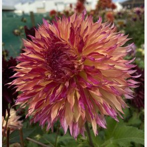 Dahlia Myrtle's Folly 