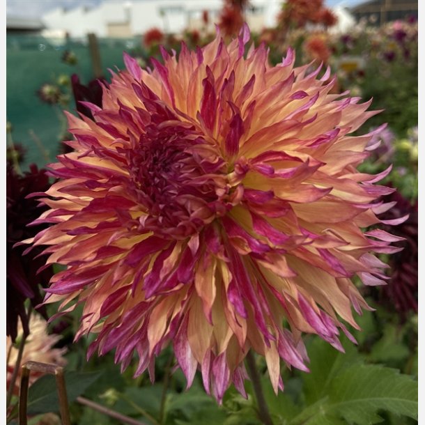 Dahlia Myrtle's Folly 