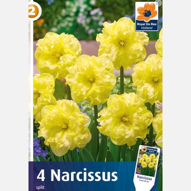 Narcis Sunny Side Up 4 lg