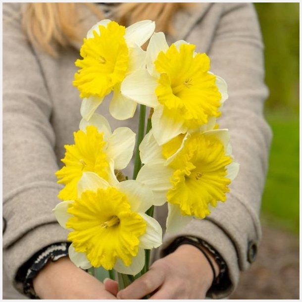 Narcis Dinnerplate 3 lg