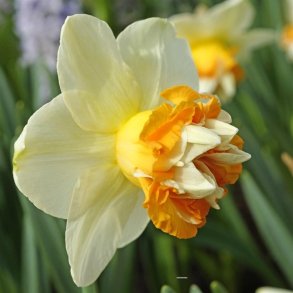 Narcis Extravaganza 5 lg