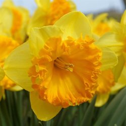 Narcis Ferris Wheel 4 lg