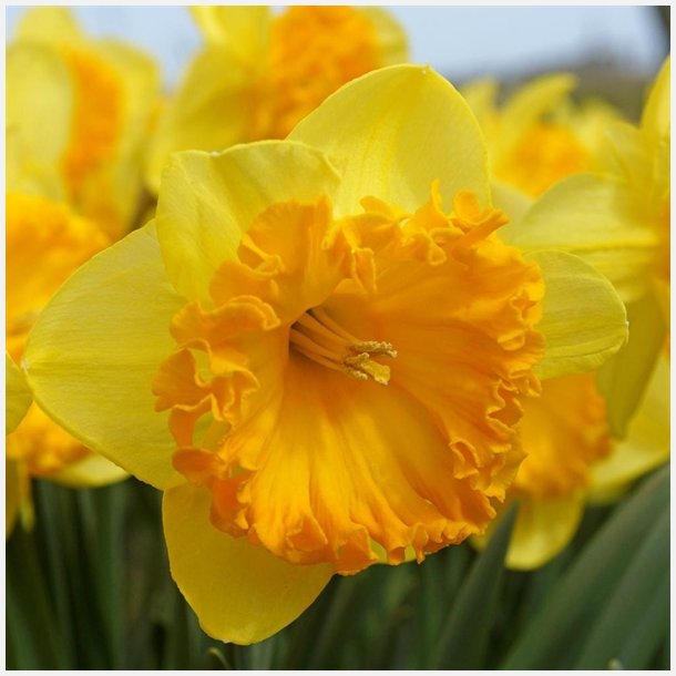 Narcis Ferris Wheel 4 lg