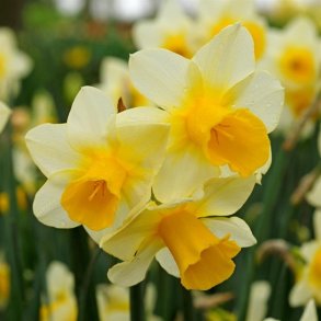 Narcis Golden Echo 10 lg