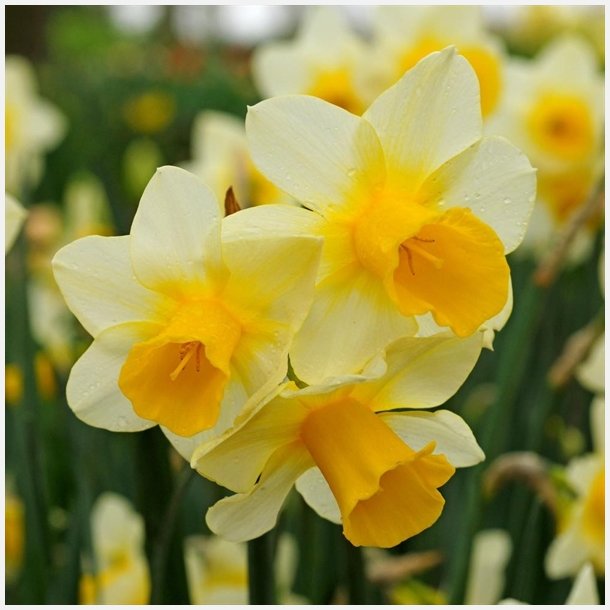 Narcis Golden Echo 10 lg