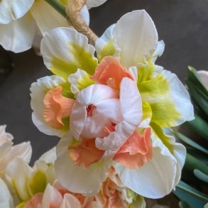 Narcis My Story 5 lg