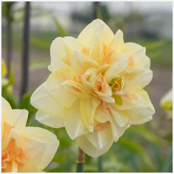 Narcis Pom Pom Rose 5 lg