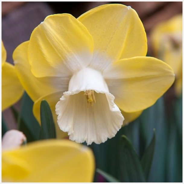 Narcis Teal 5 lg