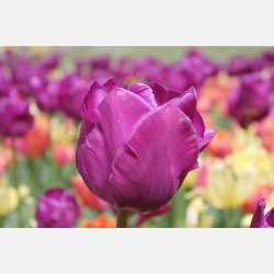 Tulipan Negrita 8 lg