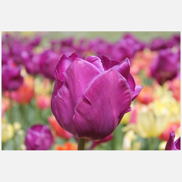 Tulipan Negrita 8 lg