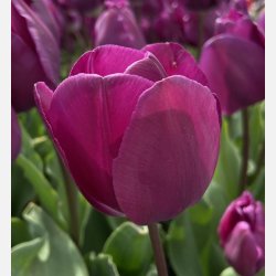 Tulipan Negrita 8 lg