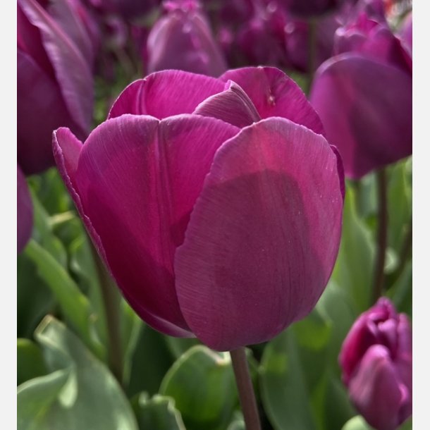 Tulipan Negrita 8 lg