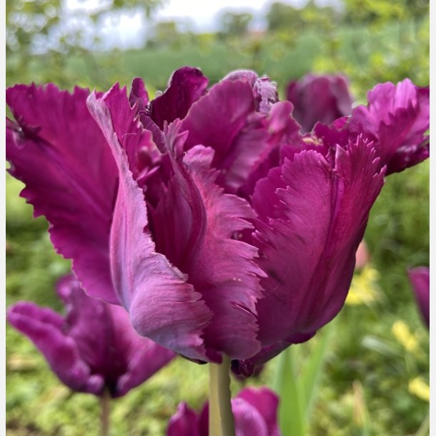 Tulipan Negrita Parrot 8 lg