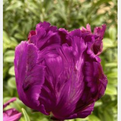 Tulipan Negrita Parrot 8 lg