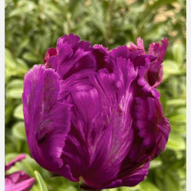 Tulipan Negrita Parrot 8 lg