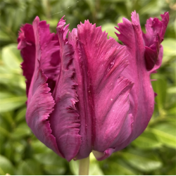 Tulipan Negrita Parrot 8 lg