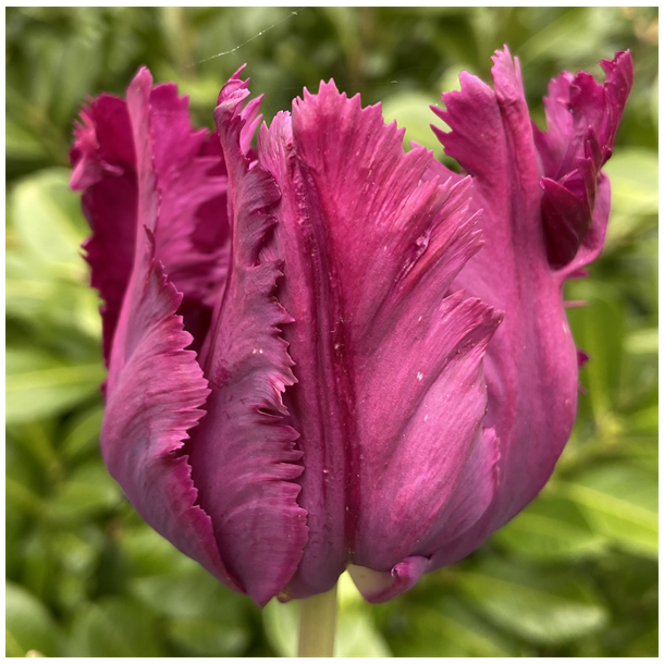 Tulipan Negrita Parrot 8 lg