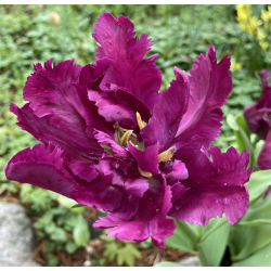 Tulipan Negrita Parrot 8 lg