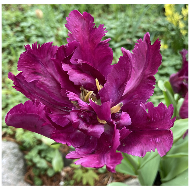 Tulipan Negrita Parrot 8 lg