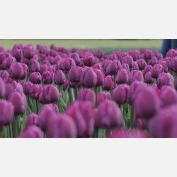 Tulipan Negrita 8 lg