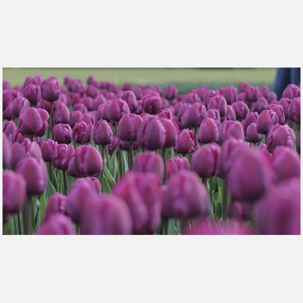 Tulipan Negrita 8 lg