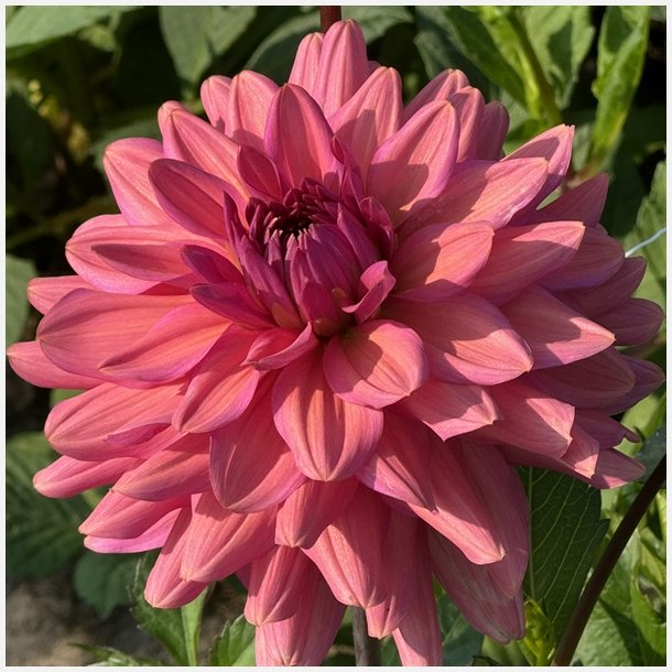 Dahlia Negroni Sunset