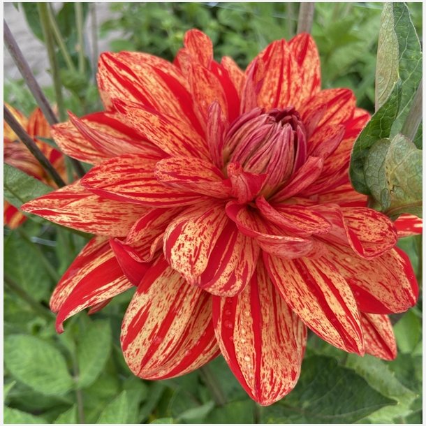 Dahlia Neo 