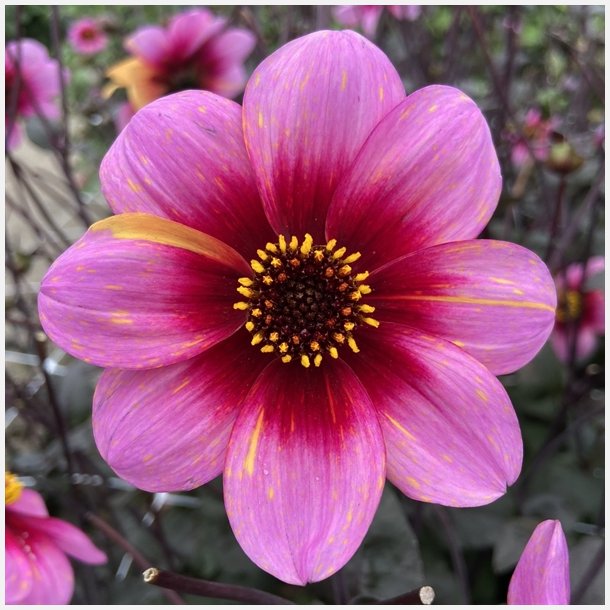 Dahlia Neon Flair