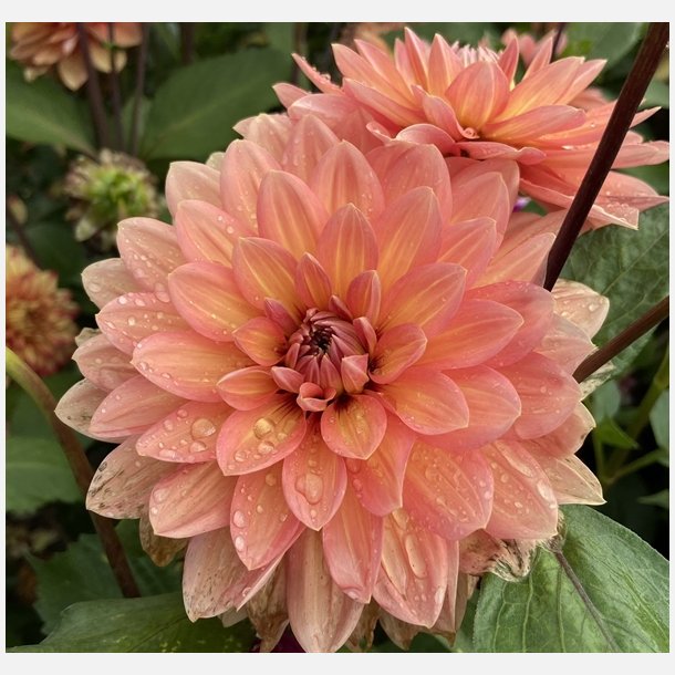 Dahlia Nicolas