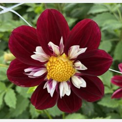 Dahlia Night Butterfly 