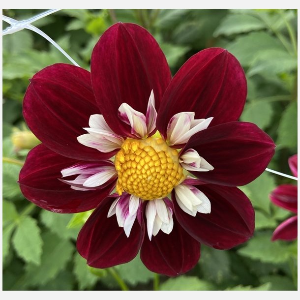 Dahlia Night Butterfly 