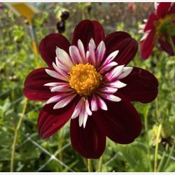 Dahlia Night Butterfly 