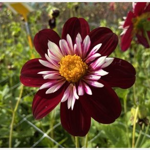 Dahlia Night Butterfly 
