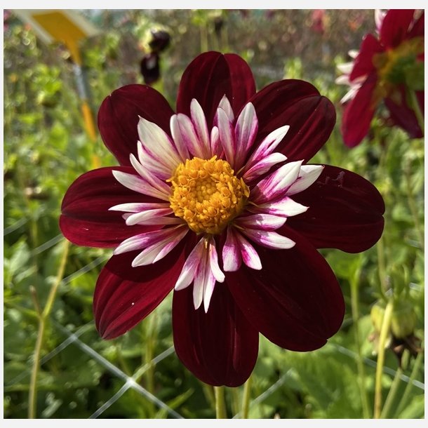 Dahlia Night Butterfly 