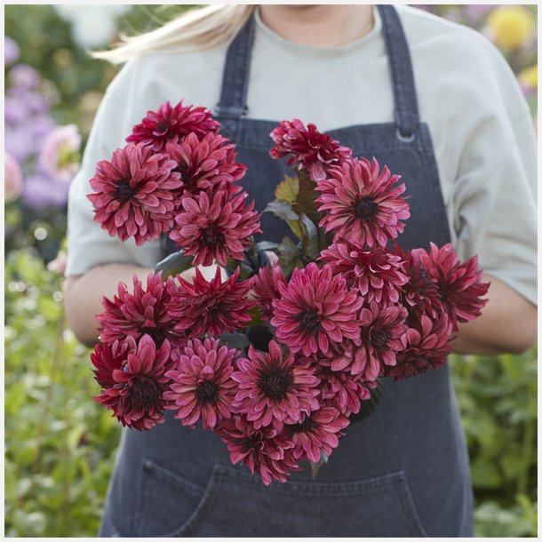 Dahlia Night Silence 