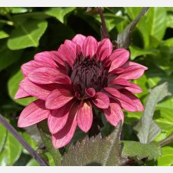 Dahlia Night Silence 