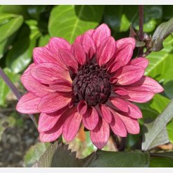 Dahlia Night Silence 