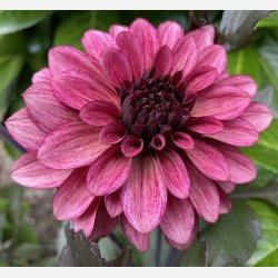 Dahlia Night Silence 