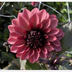 Dahlia Night Silence 