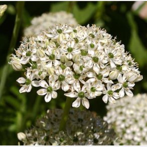 Allium Nigrum 5 l�g