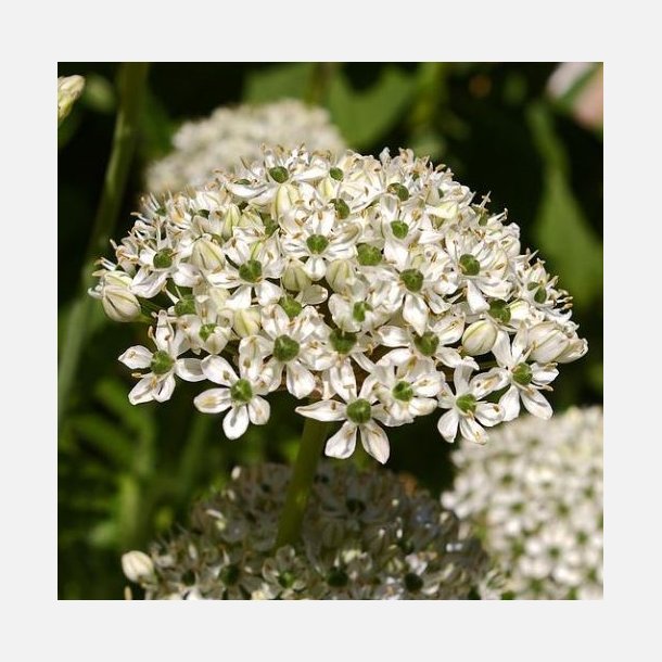 Allium Nigrum 5 l�g