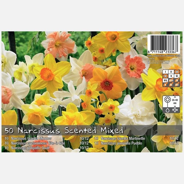 Narcis Scented mix 50 lg