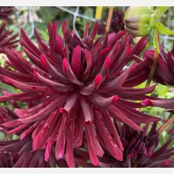 Dahlia Nuit D'ete 