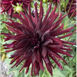 Dahlia Nuit D'ete 