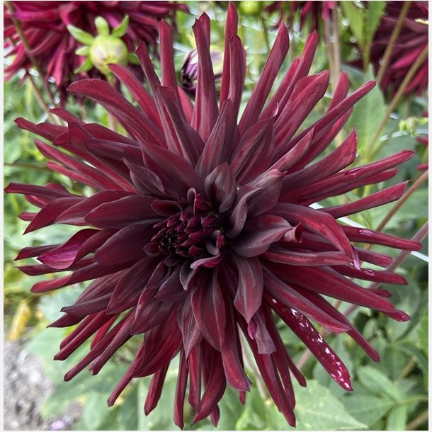 Dahlia Nuit D'ete 